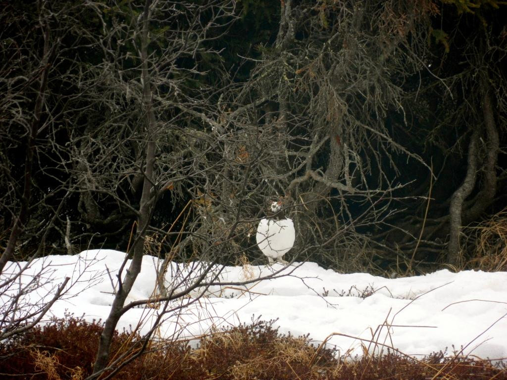 Eagle and Symphony Lakes景点图片