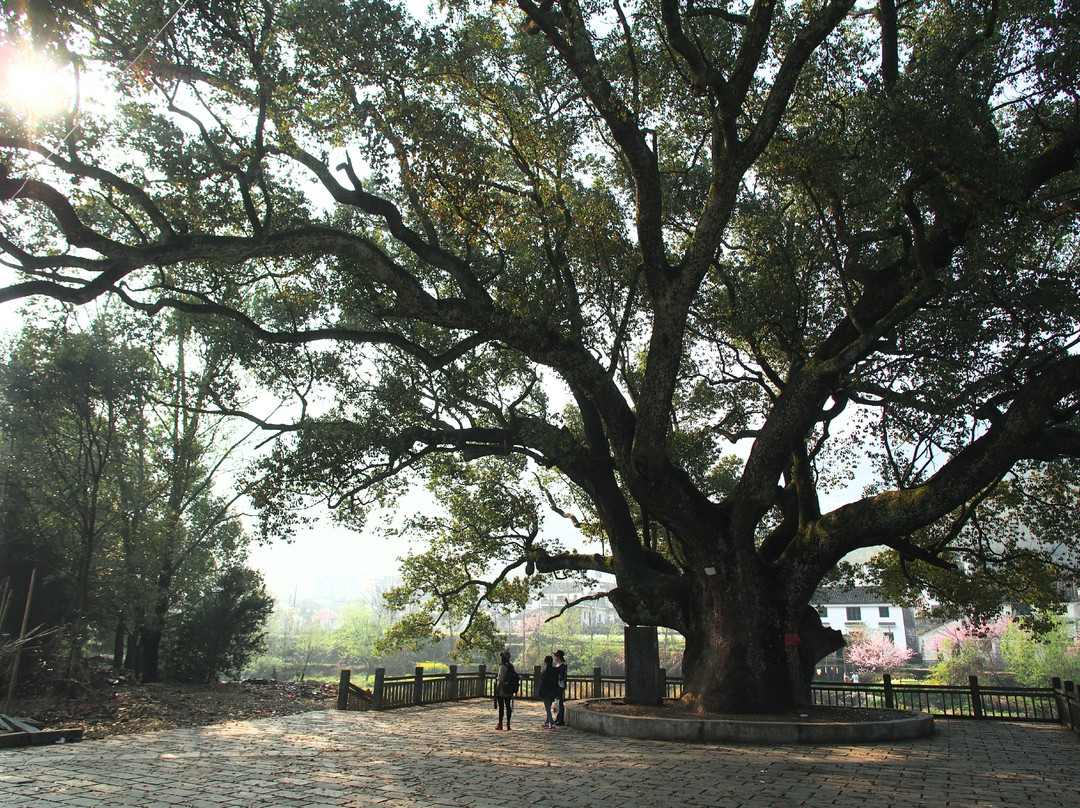 婺源油菜花地-婺源县必去景点