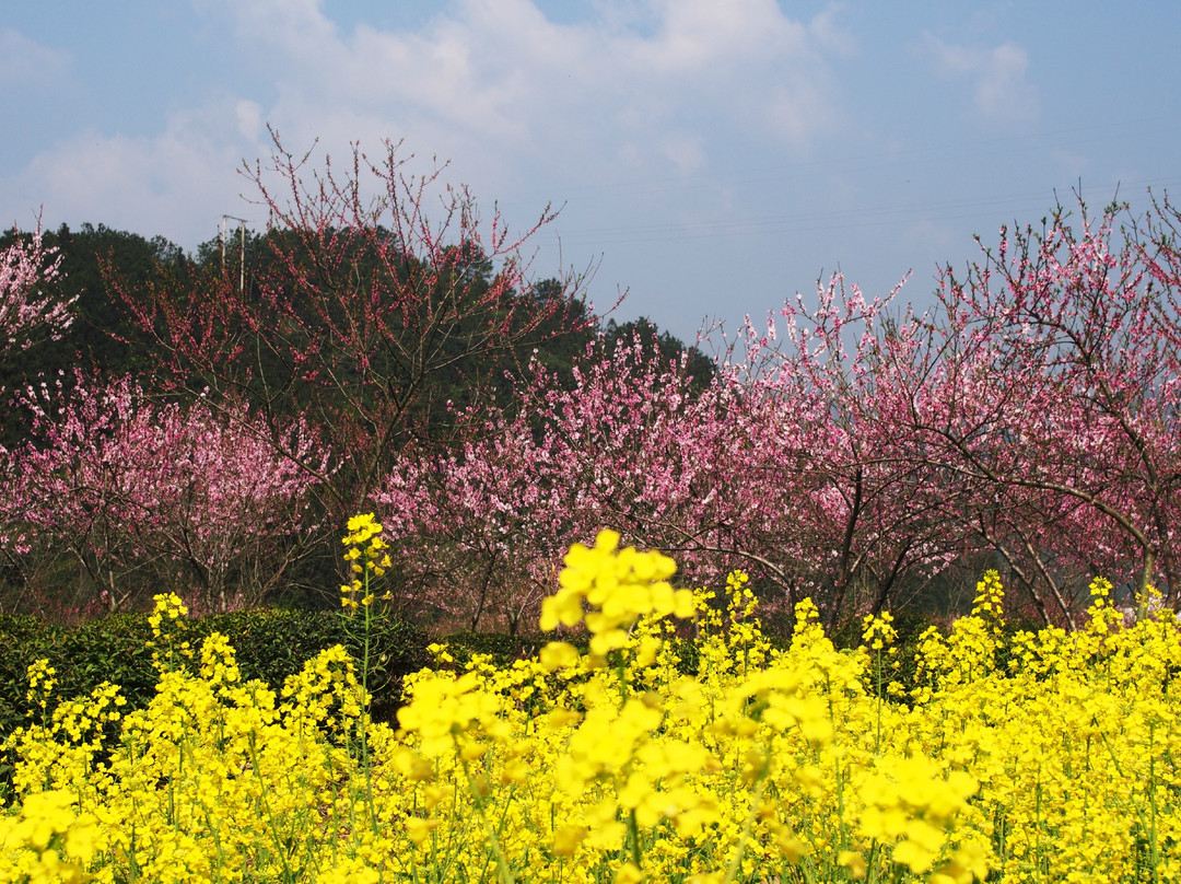 婺源油菜花地-婺源县必去景点