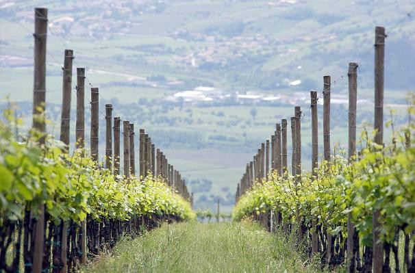Sandro De Bruno (Azienda Agricola)-Montecchia di Crosara必去景点