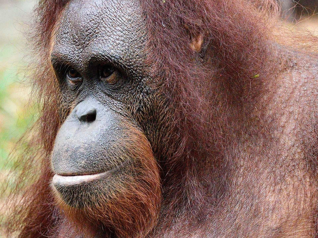 国家动物园-安邦必去景点