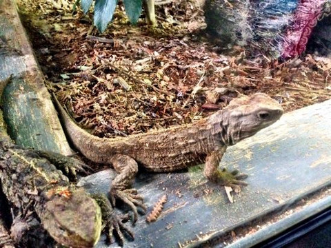 彩虹泉自然公园-罗托鲁瓦必去景点