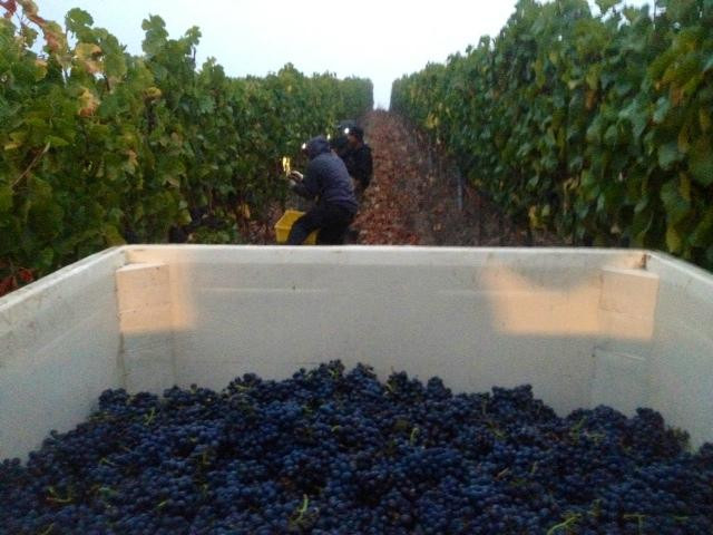 Ampelos Cellars-隆波克必去景点