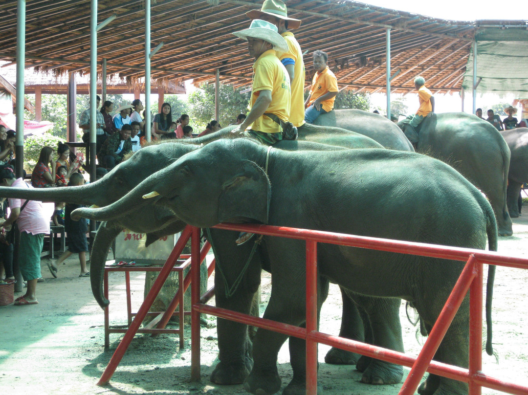 Elephant Study Center Surin景点图片