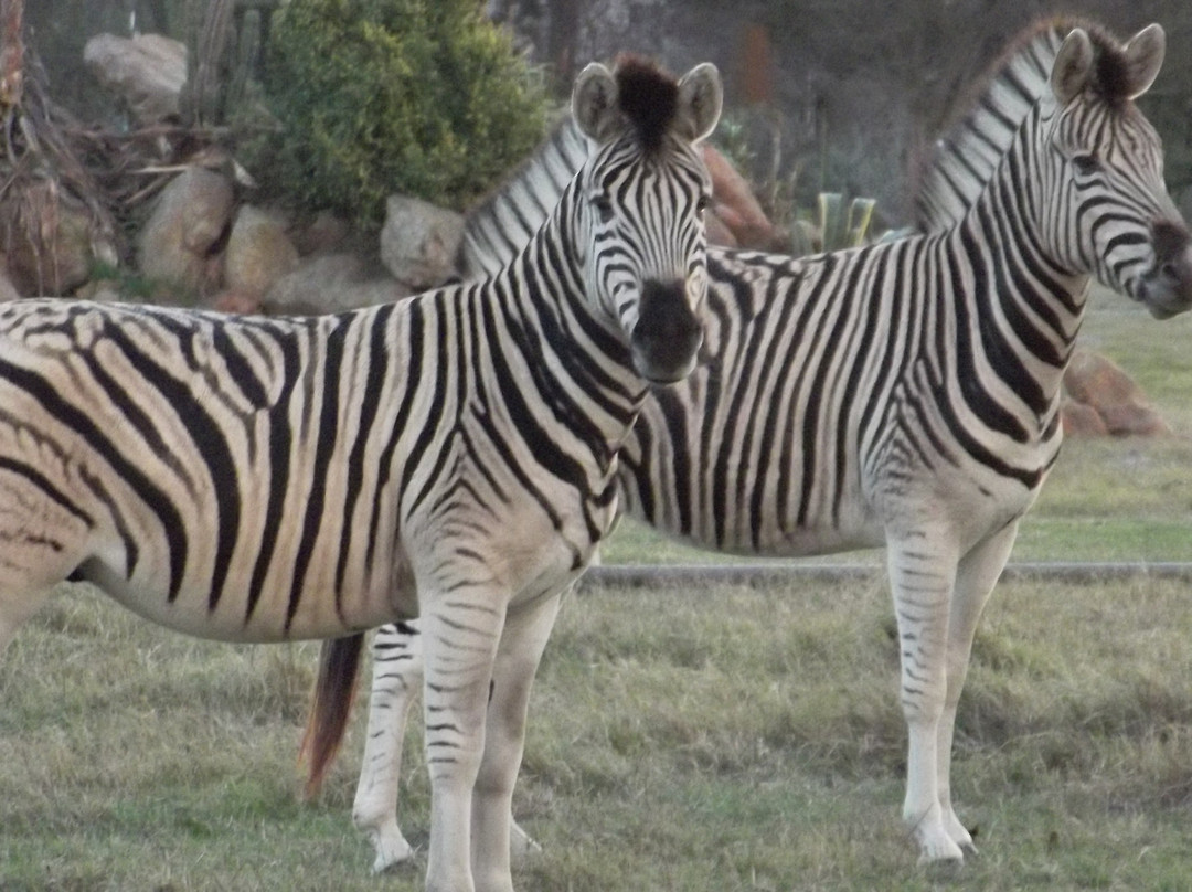 Saxenburg Wine Estate-Kuils River必去景点