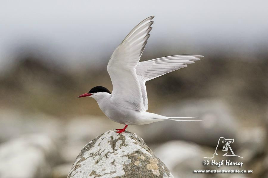 Shetland Wildlife-Sumburgh必去景点