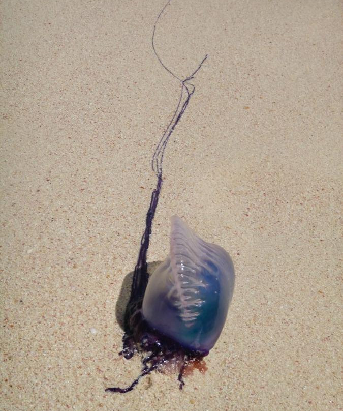 Chaplin's Bay Beach-Warwick Parish必去景点