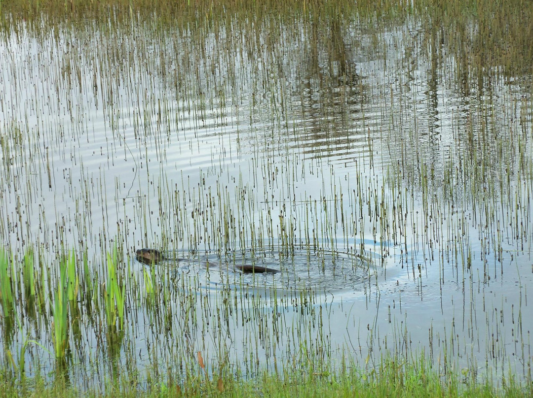 Ross Golf Course-基拉尼必去景点
