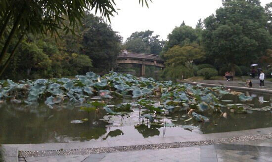 西湖花港观鱼公园-杭州市必去景点