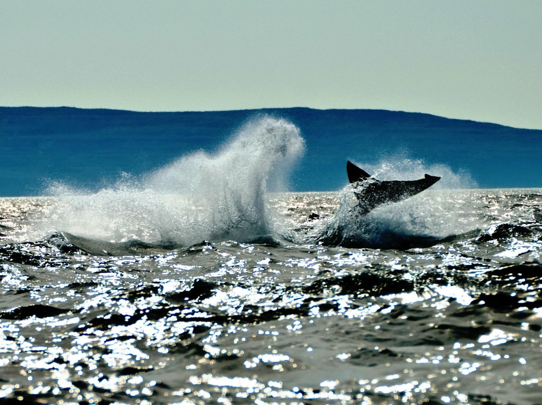 Hebridean Whale Cruises景点图片