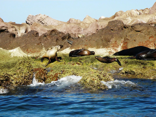 Marlin Adventures-拉巴斯必去景点