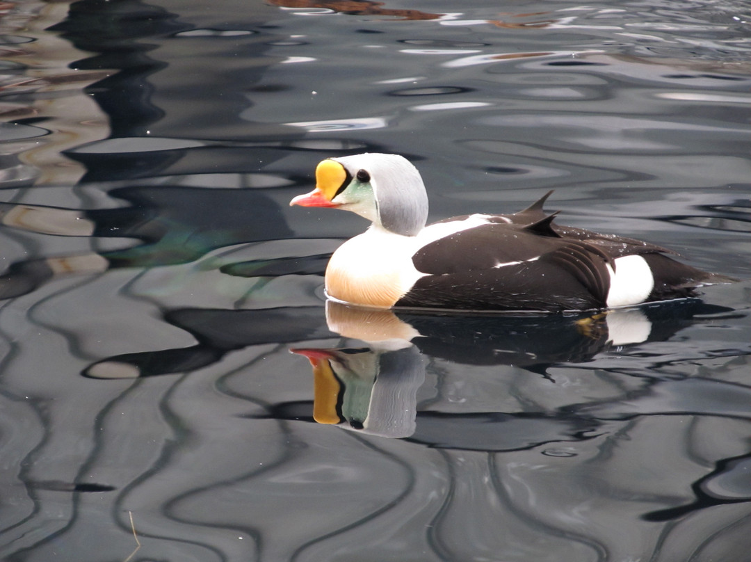 阿拉斯加海洋生物中心-苏厄德必去景点