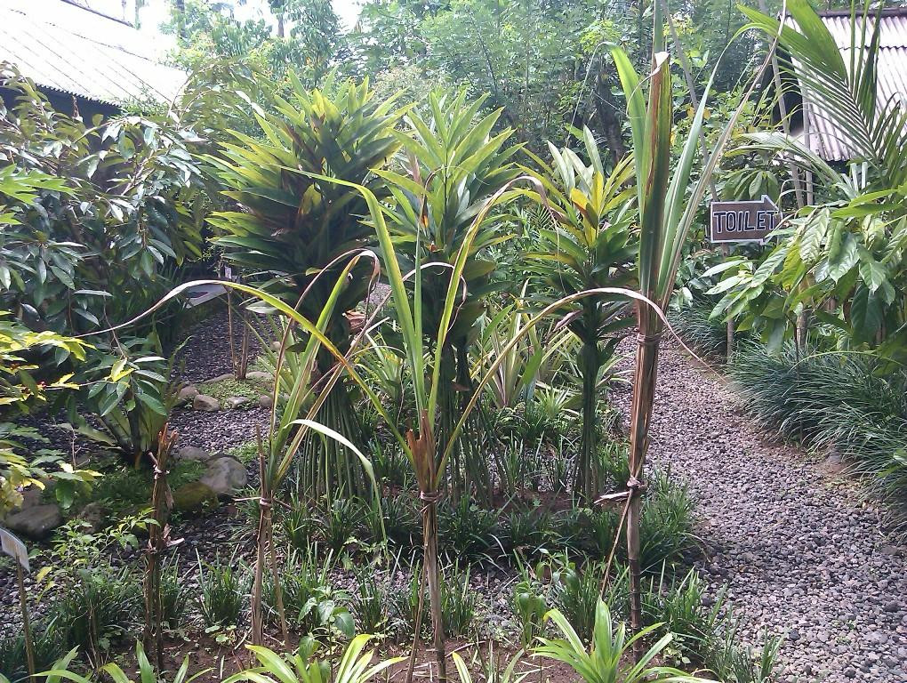 Taman Nadi Agro景点图片