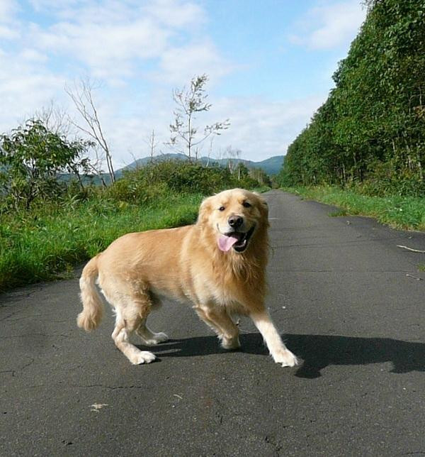 Subaru森林之宿