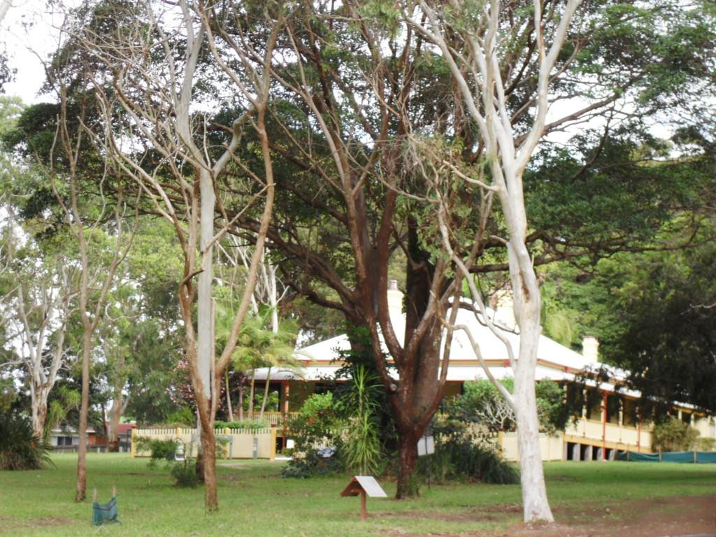 考拉医院-麦克夸利港必去景点