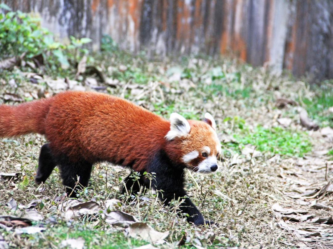 Himalayan Zoological Park-甘托克必去景点