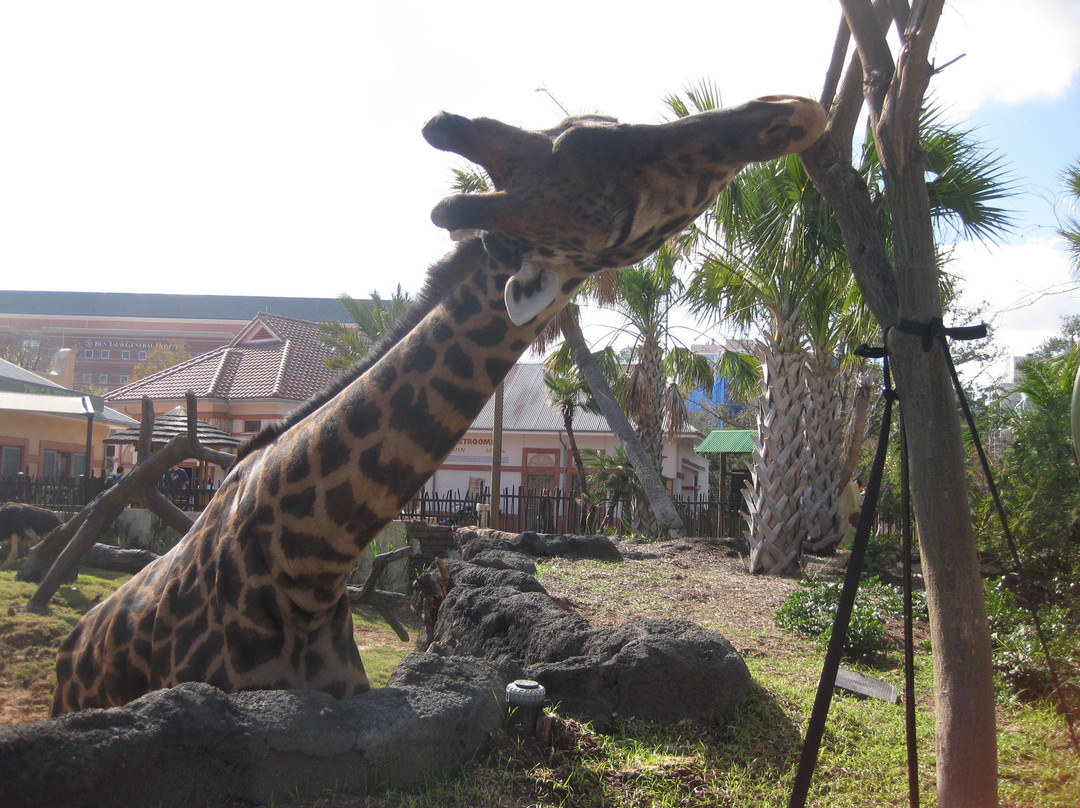 休士顿动物园-休斯顿必去景点