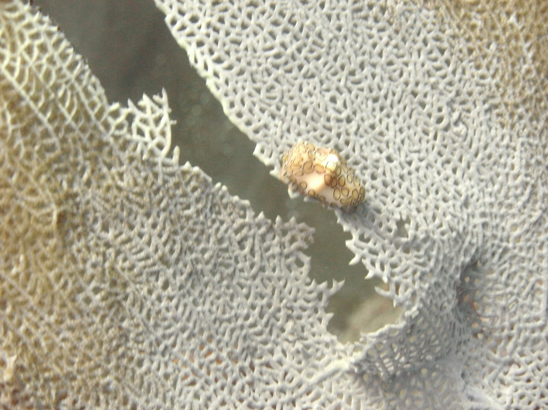 Saba Divers-Fort Bay必去景点