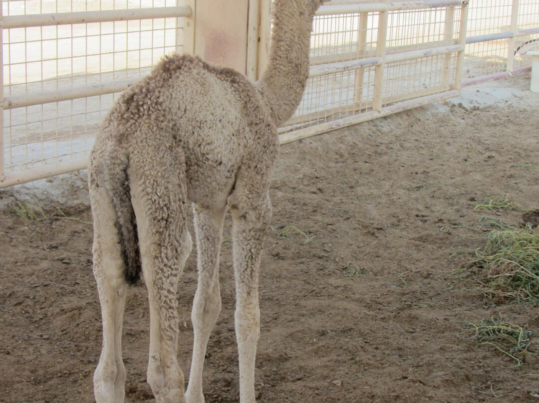 Royal Camel Farm-麦纳麦必去景点