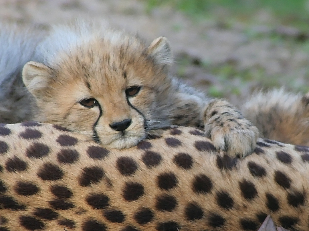 White Oak Conservation Center-Yulee必去景点