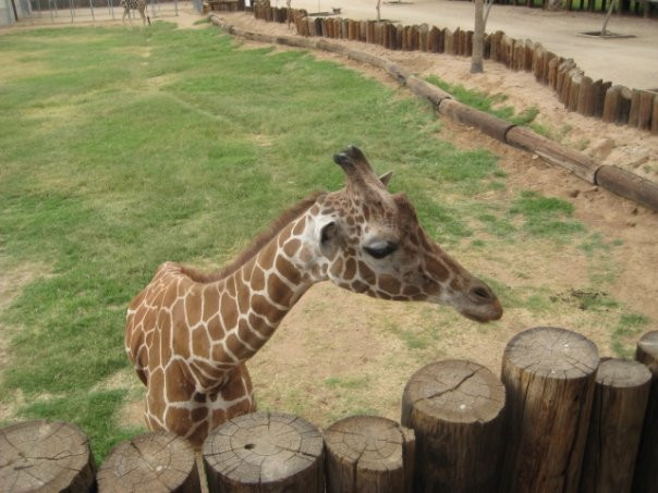 Surprise Aquatic Center-瑟普赖斯必去景点