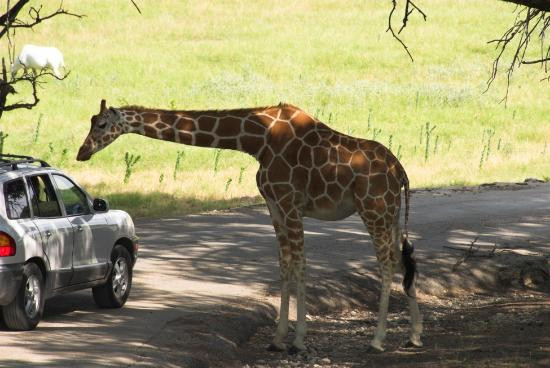 Fossil Rim Wildlife Center-Glen Rose必去景点