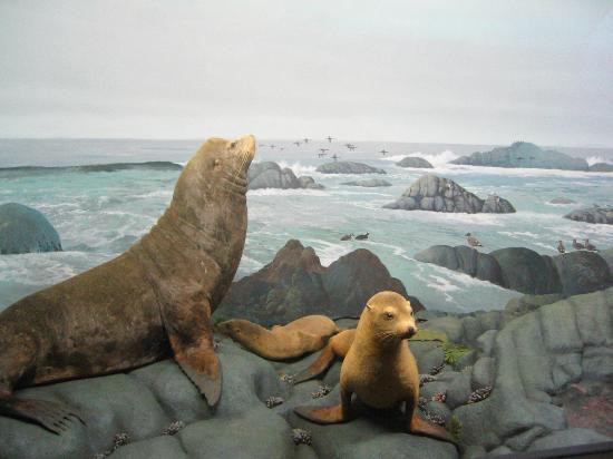 Milwaukee Public Museum-密尔沃基必去景点