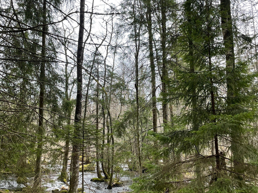 Illharjens Naturreservat-Vetlanda必去景点