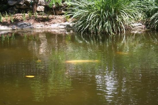 Garden of the Groves-弗里波特必去景点