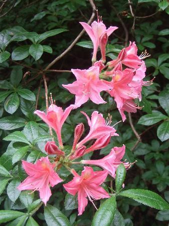 Hare Hill Park And Gardens-Over Alderley必去景点