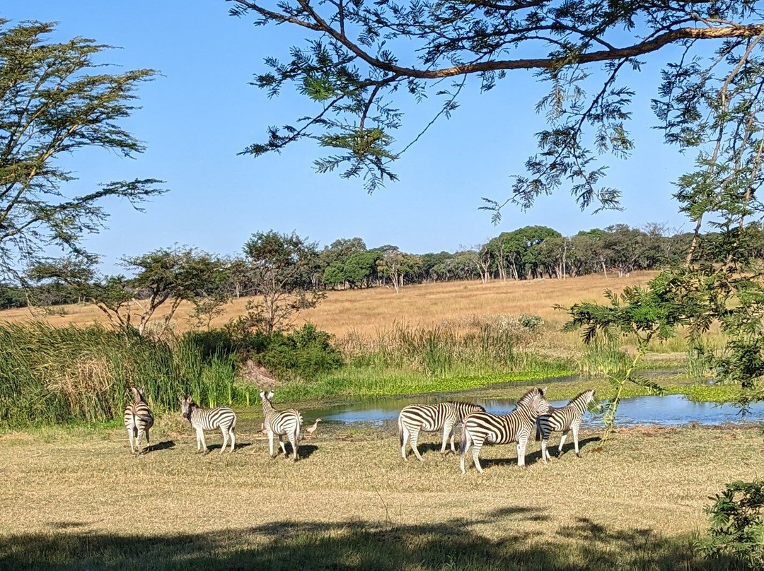 Mukuvisi Woodlands景点图片