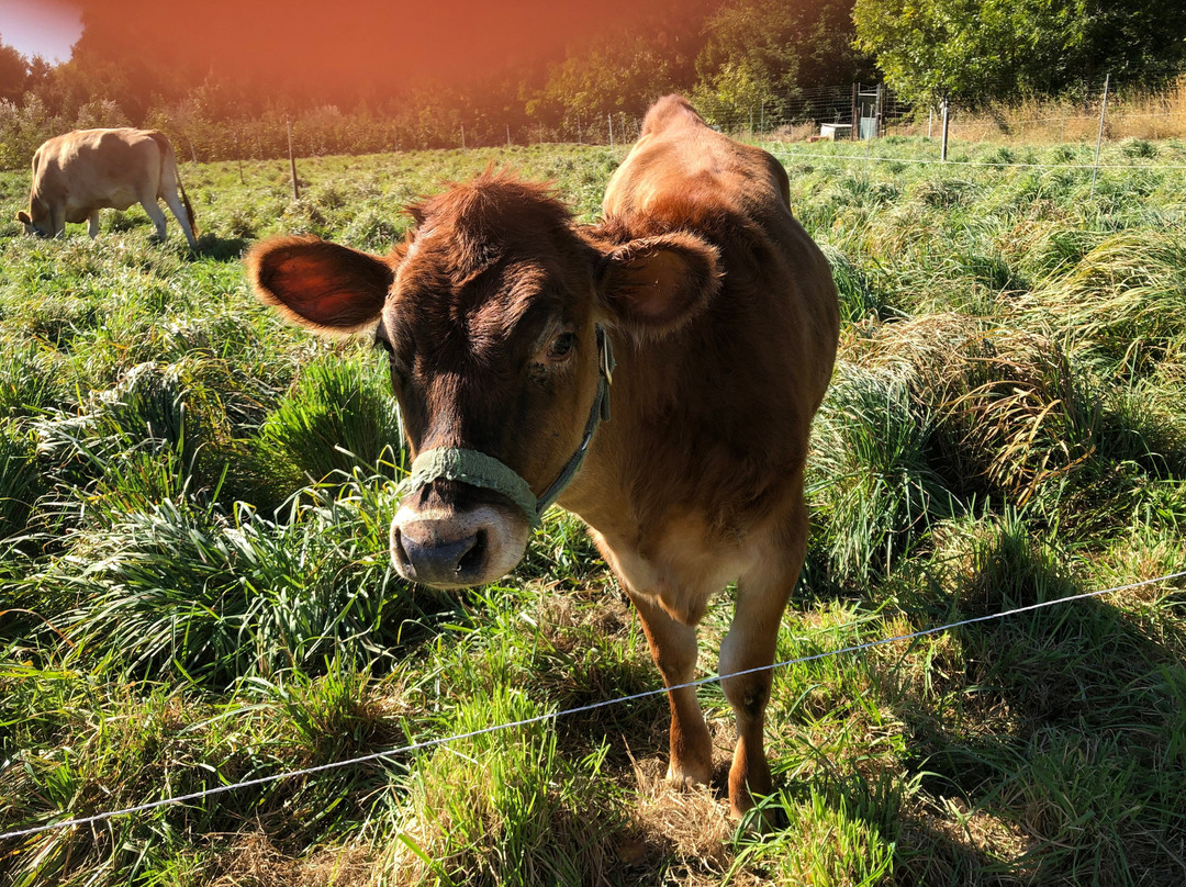 Be Love Farm