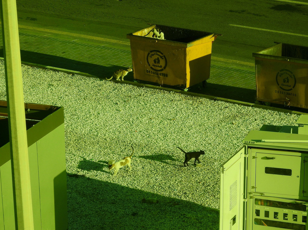 Riyadh Tours-Umluj必去景点