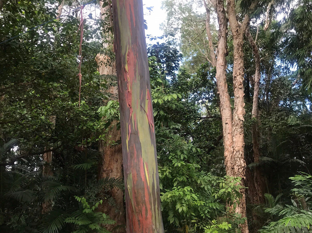Cairns Botanical Gardens-凯恩斯地区必去景点