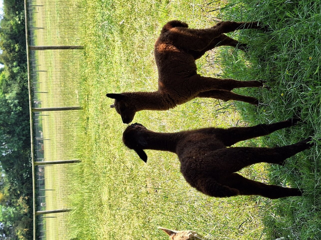 Arkadia Alpacas - Great Ground Farm景点图片