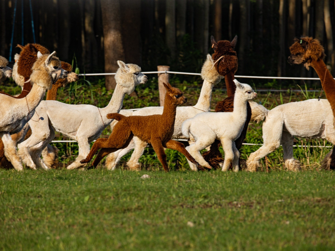 自然卷卷牧野-上海市必去景点