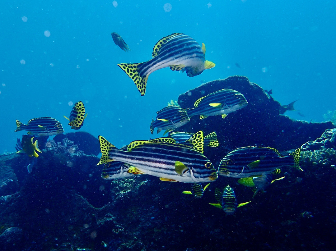 Tirta Dive Lovina-罗威那海滩必去景点