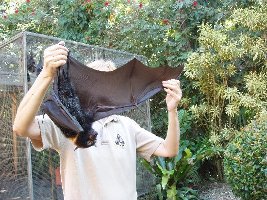 BatReach-库兰达必去景点