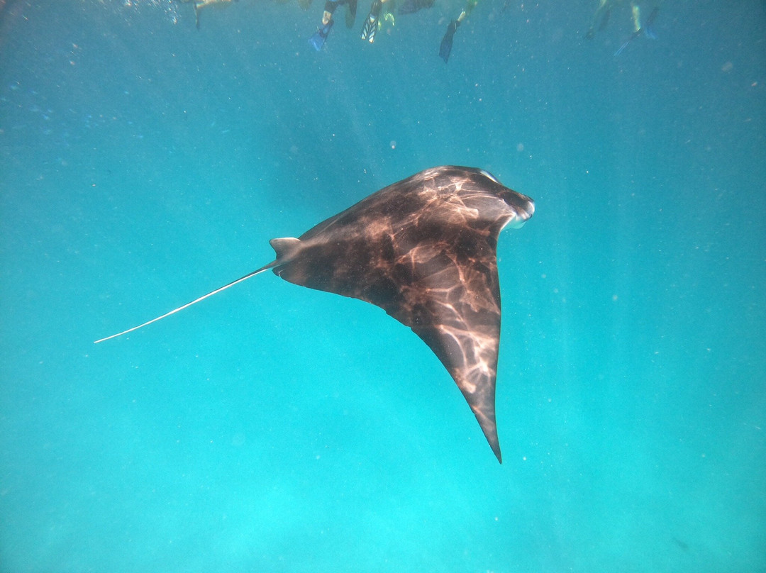 Dive Butler Finolhu-Kanufushi必去景点