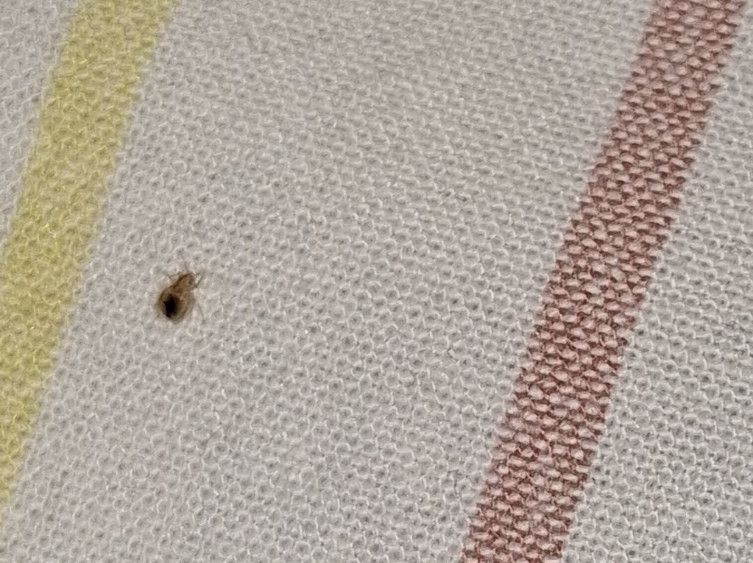 Capital O 127 Hotel Rex主图