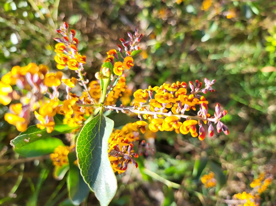 The Campbell Rhododendron Gardens-布莱克希思必去景点