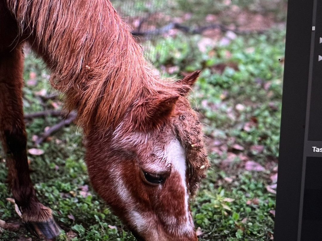 Briar Patch Bed & Breakfast Inn主图