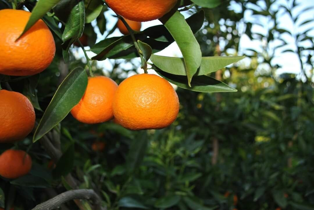 Mandarina Tour景点图片