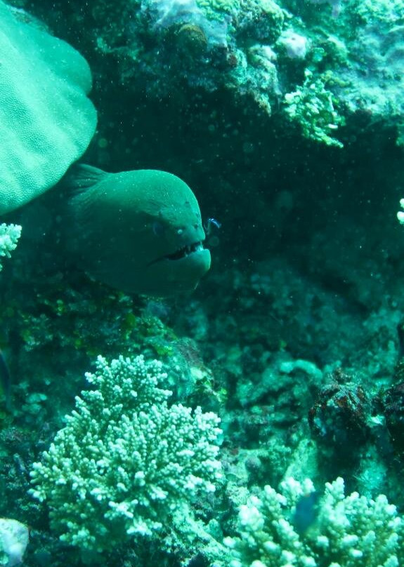 Southern Maldives Divers景点图片