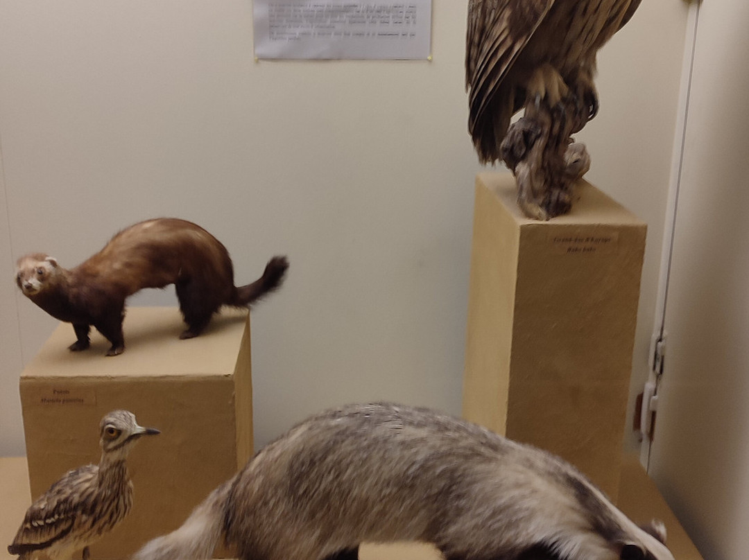 Museum d'histoire naturelle景点图片