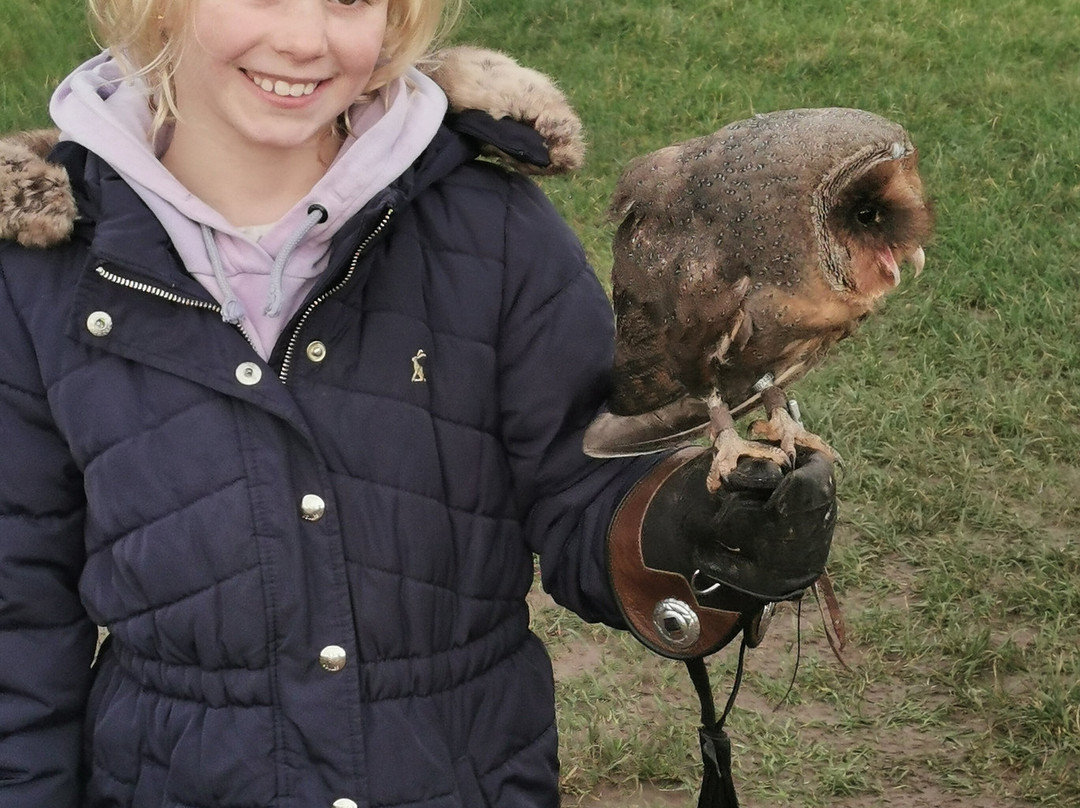 Lavenham Falconry景点图片