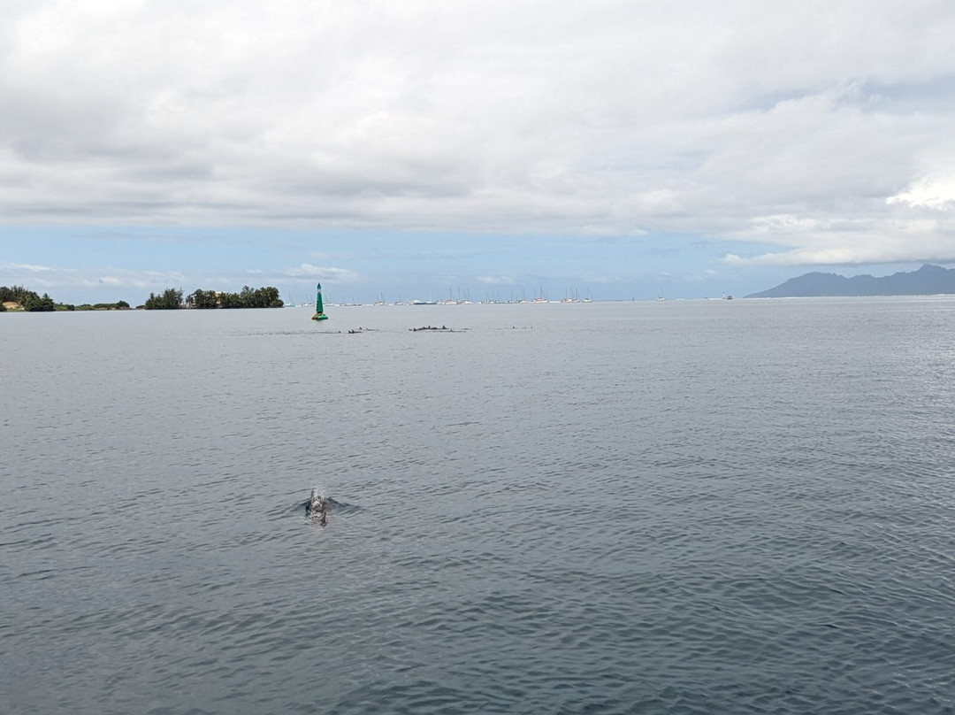 Scubatek Tahiti景点图片