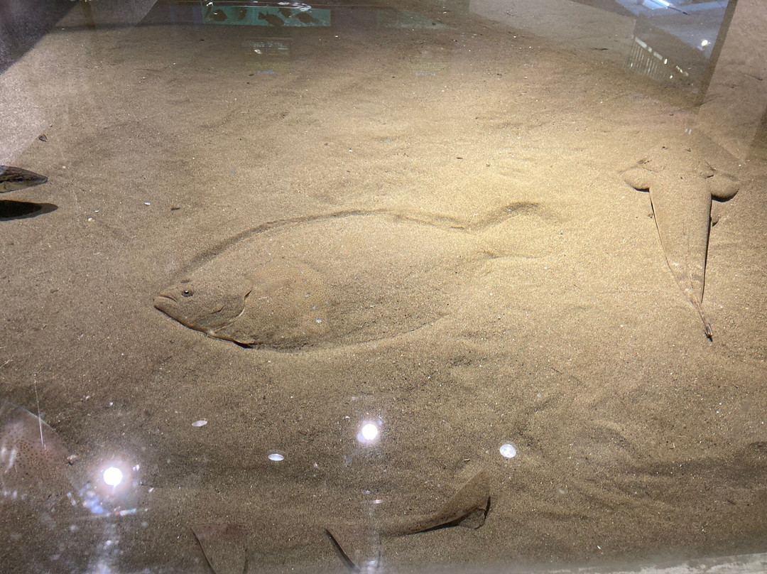 Himeji City Aquarium-姬路市必去景点
