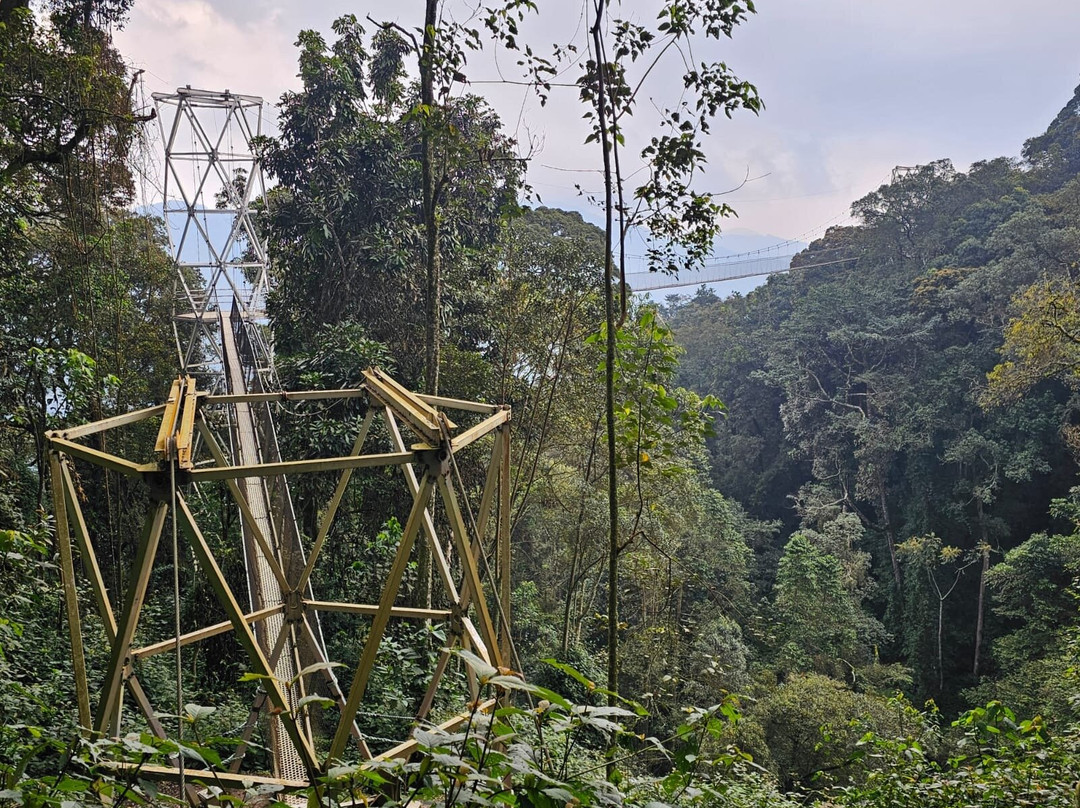 Nyungwe Canopy Walk