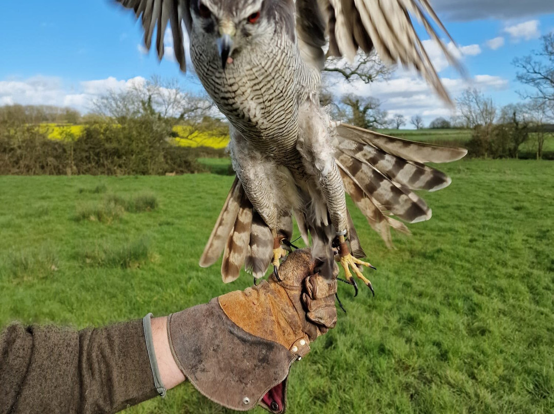 The Falconry School景点图片